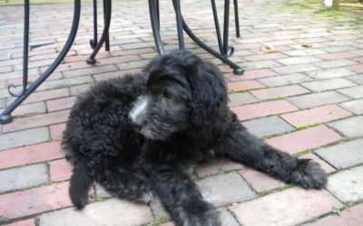 My New Sister, Tille