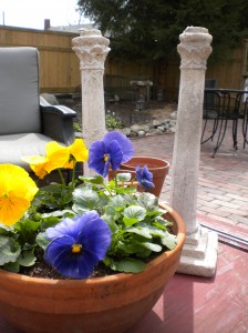 Bright colored pansies