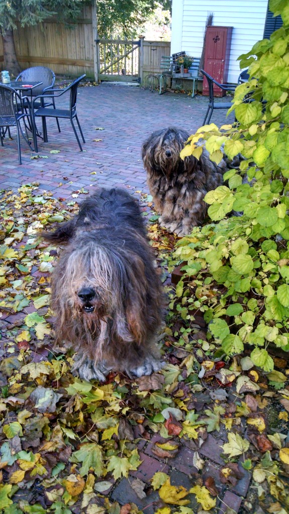 Lupi and I love playing in the leaves! I am the cute one in the background.